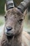 Capra caucasica - The West Caucasian Ibex