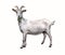 Capra hircus Domestic Goat