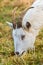 Capra hircus A goat grazing in a meadow