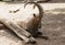 Capra ibex or capricorn with beautiful horns resting in the sand