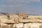 Capra ibex nubiana, Nubian Ibexes family near Mitzpe Ramon