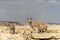 Capra ibex nubiana, Nubian Ibexes family near Mitzpe Ramon