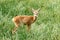 Capreolus capreolus, female Roe Deer