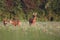 Capreolus capreolus, Roe Deers walking on the agricultural field.