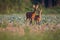 Capreolus capreolus, Roe Deers walking on the agricultural field.