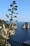 Capri - Agave in fioritura con i faraglioni sullo sfondo