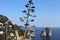 Capri - Agave in fioritura davanti ai faraglioni