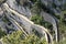 Capri - Scorcio della Via Krupp dal belvedere dei Giardini di Augusto