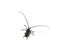 Capricorn beetle