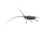 Capricorn beetle