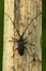 Capricorn beetle