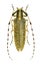 Capricorn beetle Agapanthia dahli