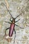 Capricorn beetle / Aromia moschata