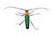 Capricorn beetle (Cerambycidae) 1