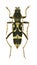 Capricorn beetle Chlorophorus figuratus