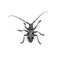 Capricorn beetle isolated