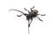 Capricorn beetle isolated