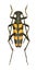 Capricorn beetle Leptura quadrifasciata