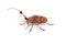 Capricorn beetle (long-horned, longicorn) Batocera rufomaculata