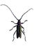 Capricorn beetle macro - big colorful beetle with long antennas isolated on white background - Cerambycidae family