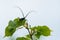 A capricorn beetle sitting on a lime tree