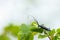 A capricorn beetle sitting on a lime tree