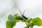 A capricorn beetle sitting on a lime tree