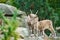 Capricorn family on rocks in nature. Big horn in mammal. Ungulates climbing