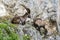 Capricorn looking at capricorn on a steep rock in the Alps