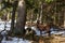 capricorn stands in a forest with snow while hiking in the mountains