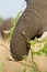 Caprivi elephant trunk