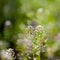 Capsella bursa-pastoris plant