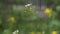 Capsella bursa-pastoris. Shepherd`s Purse Flower.