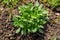 Capsella bursa-pastoris weed in the garden