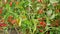 Capsicum annuum or chilli padi with blurred foreground