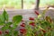 Capsicum annuum or Chilli Padi on wooden hut