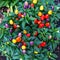 Capsicum Annuum plant. Multicolor Chili Peppers. Beautiful ornamental peppers