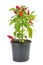 Capsicum annuum plant with small red peppers