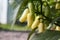 Capsicum Chinenses, little white habaneros, ripening