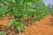 Capsicum Cultivation in India