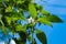 Capsicum flower with sunlight and blue sky