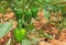 Capsicum Fruits in Plant