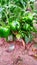 Capsicum green vegetable plant