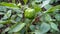 A Capsicum plant or green bell pepper growing in an Indian Garden. Organically grown green bell pepper hanging