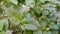 A Capsicum plant or green bell pepper growing in an Indian Garden. Organically grown green bell pepper hanging