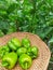 Capsicum plant harvest on weave basket