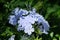 Capsicum swinchatka, an ornamental plant with blue-coloured flowers