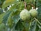 Capsule-shaped fruits with a green spiny shell of the horse chestnut tree Aesculus hippocastanum