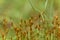 Capsules of common hair moss