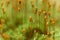 Capsules of common hair moss